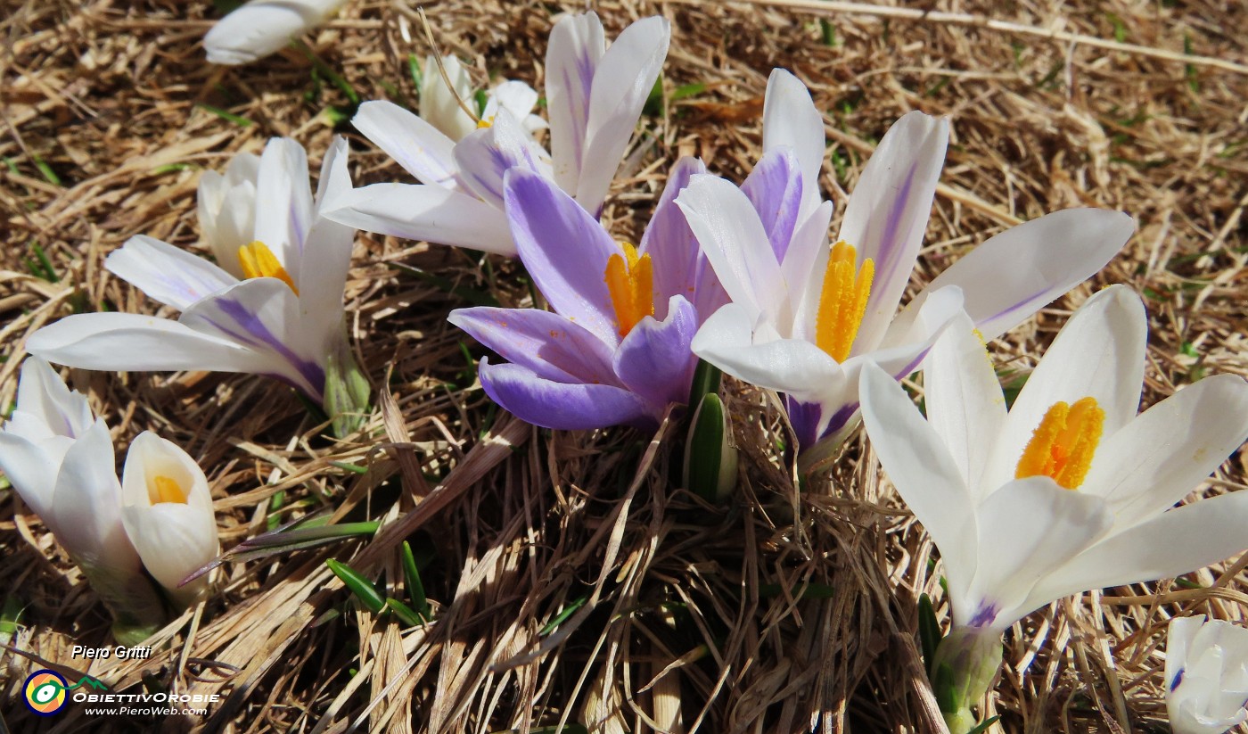 20 Al Monte Campo primi Crocus vernus .JPG